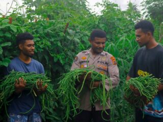 Polri Dukung Ketahanan Pangan di Papua, Brigpol Victor Merani Jadi Contoh Melalui Panen Kacang Panjang