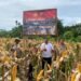 Polsek Pantai Timur Gelar Panen Jagung Bersama Masyarakat Dukung Ketahanan Pangan di Kabupaten Sarmi