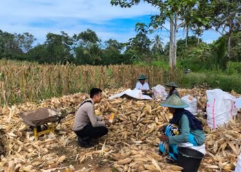 Perkuat Ketahanan Pangan, Bhabinkamtibmas Briptu Sabri Dampingi Warga Macuan Saat Panen Jagung