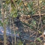 Cegah Api Mendekati Sekolah, Babinsa Koramil 1310-03/Likupang Bersama Warga Gerak Cepat Padamkan Kebakaran Lahan Perkebunan di Kokoleh Satu