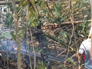 Cegah Api Mendekati Sekolah, Babinsa Koramil 1310-03/Likupang Bersama Warga Gerak Cepat Padamkan Kebakaran Lahan Perkebunan di Kokoleh Satu