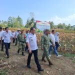 Bentuk Dukungan serta Upaya Perkuat Hanpangan dan Kesejahteraan Petani, Dandim 1310/Bitung Hadiri Panen Raya Jagung Kelompok Tani "Sehati" di Lahan 15 Hektare