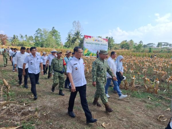 Bentuk Dukungan serta Upaya Perkuat Hanpangan dan Kesejahteraan Petani, Dandim 1310/Bitung Hadiri Panen Raya Jagung Kelompok Tani "Sehati" di Lahan 15 Hektare